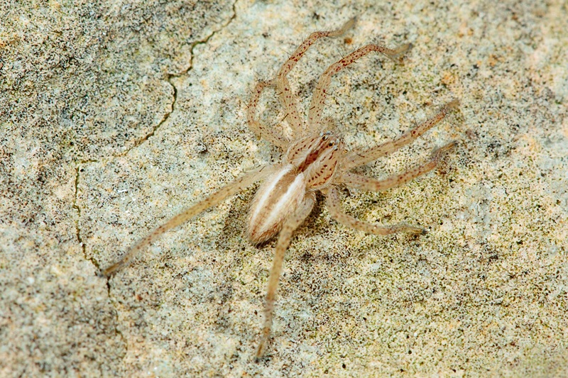 Micrommata sp. - Malta